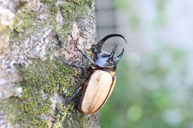 Beş boynuzlu gergedan böceği (Eupatorus gracilicornis) erkek 