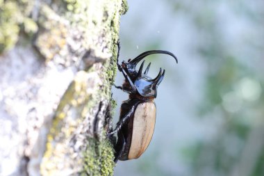 Beş boynuzlu gergedan böceği (Eupatorus gracilicornis) erkek 