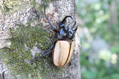 Beş boynuzlu gergedan böceği (Eupatorus gracilicornis) erkek 
