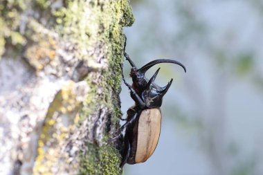 Beş boynuzlu gergedan böceği (Eupatorus gracilicornis) erkek 