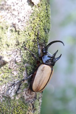Beş boynuzlu gergedan böceği (Eupatorus gracilicornis) erkek 