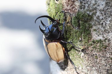 Beş boynuzlu gergedan böceği (Eupatorus gracilicornis) erkek 