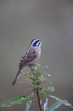 Çayır kiraz kuşu (Emberiza cioides) Erkek, Japonya