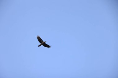 Büyük gagalı karga (Corvus macrorhynchos japonensis), karga familyasından bir karga türüdür. Bu fotoğraf Japonya 'da çekildi..