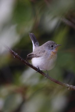 The red-breasted flycatcher (Ficedula parva) is a small passerine bird in the Old World flycatcher family. This photo was taken in Japan.