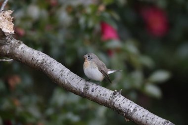 The red-breasted flycatcher (Ficedula parva) is a small passerine bird in the Old World flycatcher family. This photo was taken in Japan.