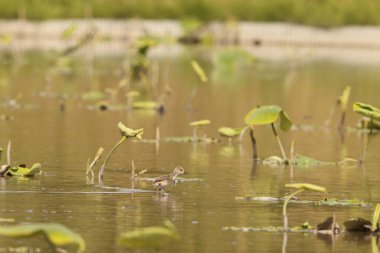 Kara kanatlı stilt (Himantopus himantopus), Avocet ve stilt familyası Recurvirostridae 'de yaygın olarak dağıtılan bir yağmurluktur. Bu fotoğraf Japonya 'da çekildi..