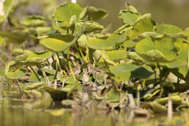 Kara kanatlı stilt (Himantopus himantopus), Avocet ve stilt familyası Recurvirostridae 'de yaygın olarak dağıtılan bir yağmurluktur. Bu fotoğraf Japonya 'da çekildi..