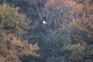 Kara leylek (Ciconia nigra), Japonya