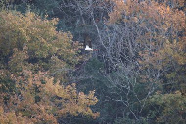 Kara leylek (Ciconia nigra), Japonya