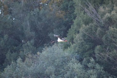 Kara leylek (Ciconia nigra), Japonya