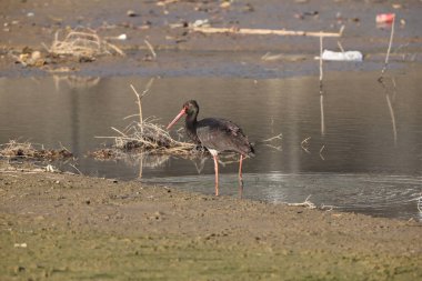 Kara leylek (Ciconia nigra), Japonya