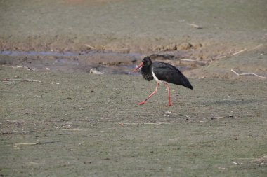 Kara leylek (Ciconia nigra), Japonya