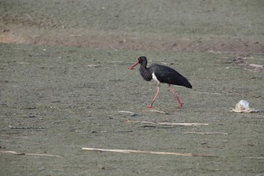 Kara leylek (Ciconia nigra), Japonya