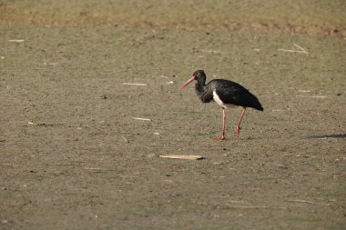 Kara leylek (Ciconia nigra), Japonya