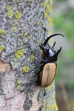 Beş boynuzlu gergedan böceği (Eupatorus gracilicornis) erkek 