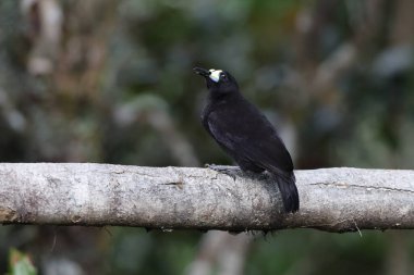 Kısa kuyruklu paradigalla (Paradigalla brevicauda), cennet kuşunun bir türüdür. Bu fotoğraf Papua Yeni Gine 'de çekildi..