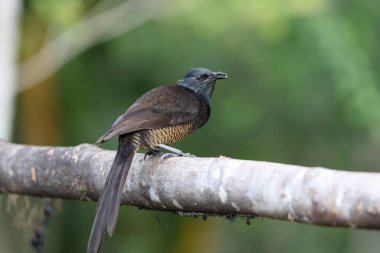 Stephanie 's astrapia (Astrapia stephaniae), Paradisaeidae familyasından bir kuş türü..