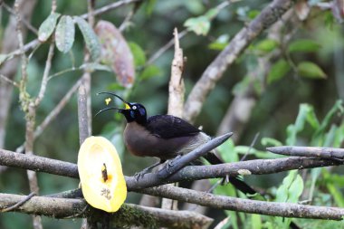 Smoky honeyeater (Melipotes fumigatus), Papua Yeni Gine 'nin orta kesiminde ve Doğu Endonezya' da bulunan bir kuş türü. Meliphagidae familyasının dört türünden biridir..