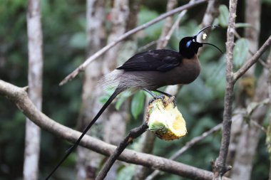 Kahverengi orak gagası (Epimachus meyeri), Yeni Gine 'nin dağ ormanlarında bulunan bir cennet kuşu türüdür..