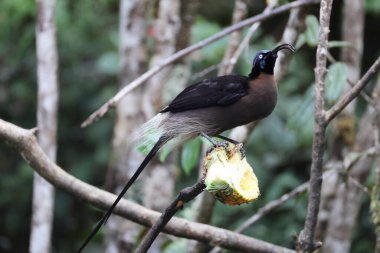 Kahverengi orak gagası (Epimachus meyeri), Yeni Gine 'nin dağ ormanlarında bulunan bir cennet kuşu türüdür..