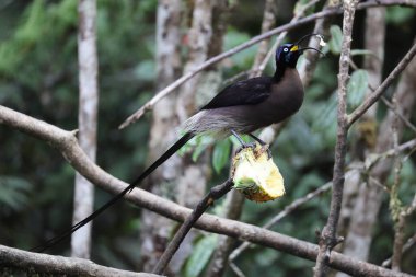 Kahverengi orak gagası (Epimachus meyeri), Yeni Gine 'nin dağ ormanlarında bulunan bir cennet kuşu türüdür..