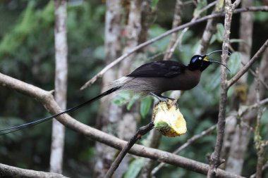 Kahverengi orak gagası (Epimachus meyeri), Yeni Gine 'nin dağ ormanlarında bulunan bir cennet kuşu türüdür..