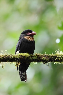 Esmer geniş gagalı (