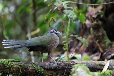 Sumatra bölgesi guguk kuşu (