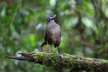 Sumatra bölgesi guguk kuşu (