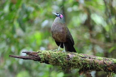 Sumatra bölgesi guguk kuşu (