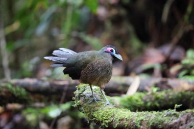 Sumatra bölgesi guguk kuşu (