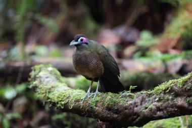 Sumatra bölgesi guguk kuşu (