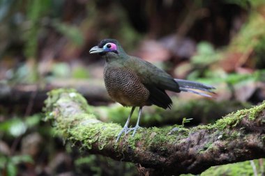 Sumatra bölgesi guguk kuşu (