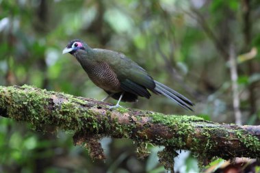 Sumatra bölgesi guguk kuşu (