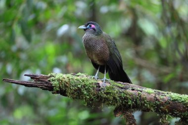 Sumatra bölgesi guguk kuşu (