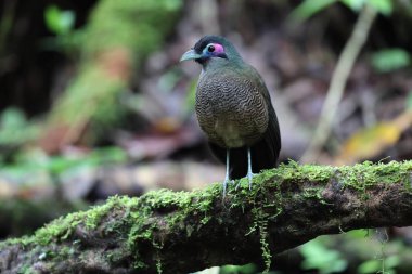 Sumatra bölgesi guguk kuşu (