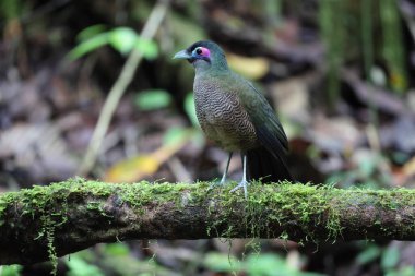 Sumatra bölgesi guguk kuşu (