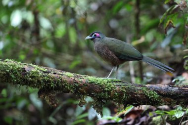 Sumatra bölgesi guguk kuşu (