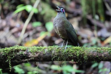 Sumatra bölgesi guguk kuşu (