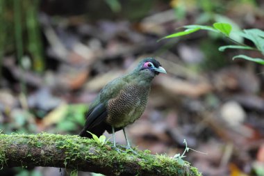Sumatra bölgesi guguk kuşu (