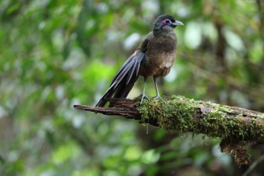 Sumatra bölgesi guguk kuşu (