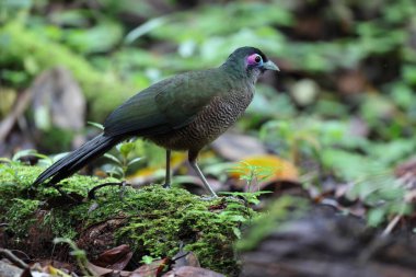 Sumatra bölgesi guguk kuşu (