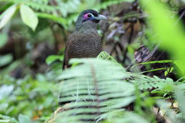 Sumatra bölgesi guguk kuşu (