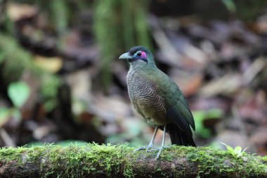 Sumatra bölgesi guguk kuşu (