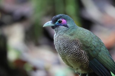 Sumatra bölgesi guguk kuşu (