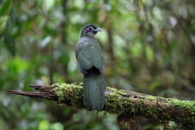 Sumatra bölgesi guguk kuşu (