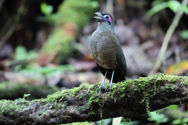 Sumatra bölgesi guguk kuşu (