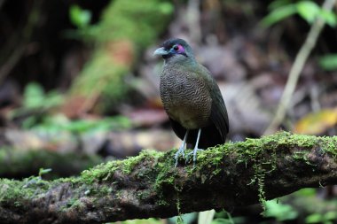 Sumatra bölgesi guguk kuşu (