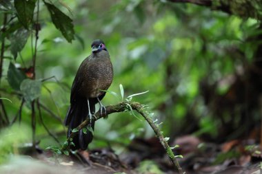 Sumatra bölgesi guguk kuşu (